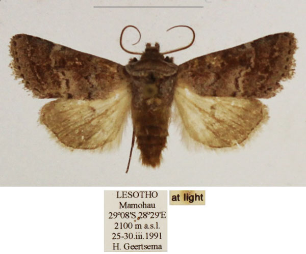 /filer/webapps/moths/media/images/F/ferrogrisea_Caffristis_AM_TMSA_02.jpg