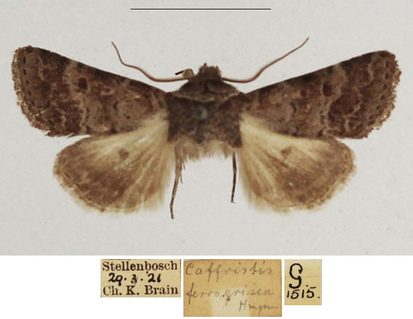 /filer/webapps/moths/media/images/F/ferrogrisea_Caffristis_AM_TMSA_03.jpg