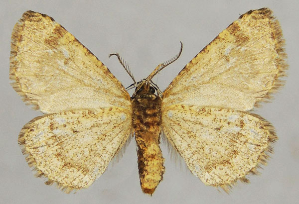 /filer/webapps/moths/media/images/F/ferrorubrata_Proutiana_AM_ZSMb.jpg