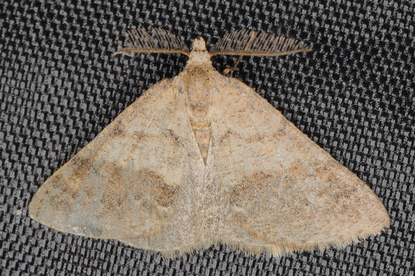 /filer/webapps/moths/media/images/F/ferrorubrata_Proutiana_A_Heyns_01.JPG