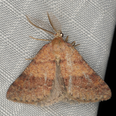 /filer/webapps/moths/media/images/F/ferrorubrata_Proutiana_A_Heyns_02.JPG