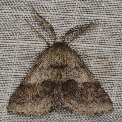 /filer/webapps/moths/media/images/F/ferrorubrata_Proutiana_A_Heyns_03.JPG