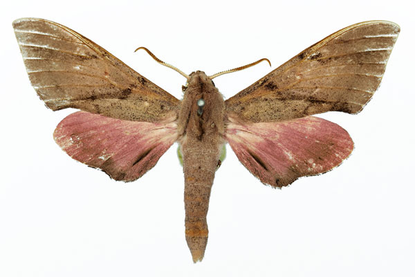 /filer/webapps/moths/media/images/F/ferroseus_Polyptychus_AM_Basquin_01.jpg