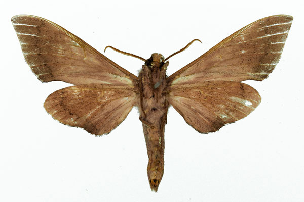 /filer/webapps/moths/media/images/F/ferroseus_Polyptychus_AM_Basquin_02.jpg