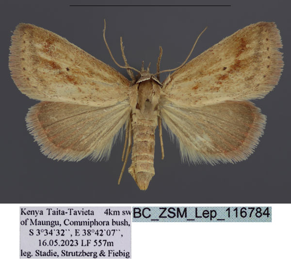 /filer/webapps/moths/media/images/F/ferrufascia_Phytometra_HT_Stadie.jpg