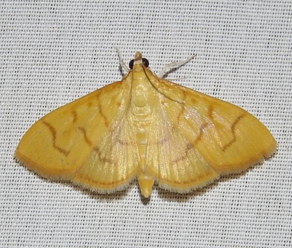 /filer/webapps/moths/media/images/F/ferrugalis_Patania_A_Grobler_01.jpg