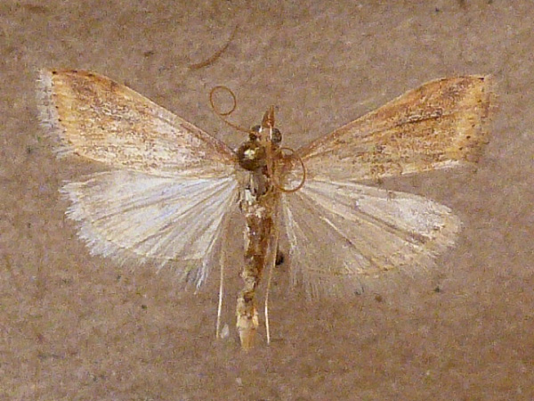 /filer/webapps/moths/media/images/F/ferrugalis_Udea_A_Butler.jpg