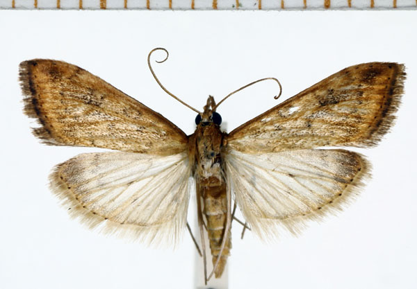 /filer/webapps/moths/media/images/F/ferrugalis_Udea_A_DePrins.jpg