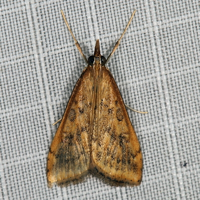 /filer/webapps/moths/media/images/F/ferrugalis_Udea_A_Heyns_01.JPG