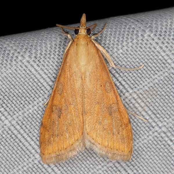 /filer/webapps/moths/media/images/F/ferrugalis_Udea_A_Heyns_01_sh9Mpze.JPG