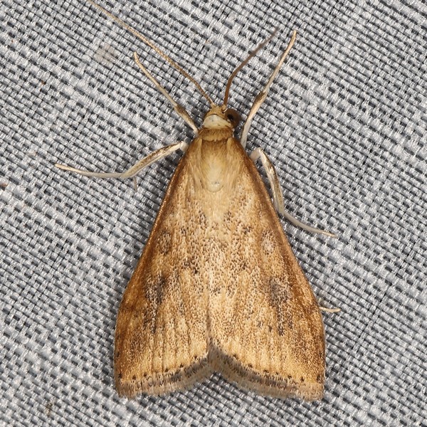 /filer/webapps/moths/media/images/F/ferrugalis_Udea_A_Heyns_02.JPG