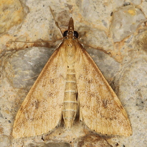 /filer/webapps/moths/media/images/F/ferrugalis_Udea_A_Heyns_04.JPG