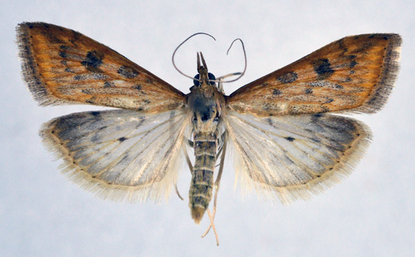 /filer/webapps/moths/media/images/F/ferrugalis_Udea_A_NHMO.jpg