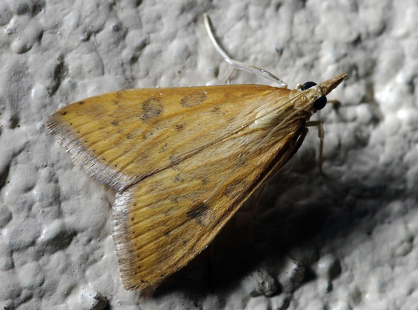 /filer/webapps/moths/media/images/F/ferrugalis_Udea_A_Simon.jpg