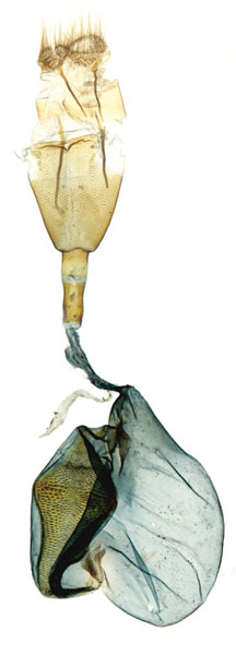 /filer/webapps/moths/media/images/F/ferrugalis_Udea_GF_ZSM.jpg