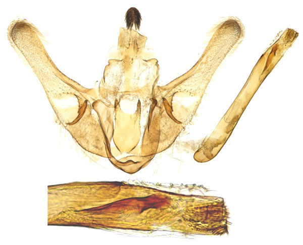 /filer/webapps/moths/media/images/F/ferrugalis_Udea_GM_ZSM.jpg
