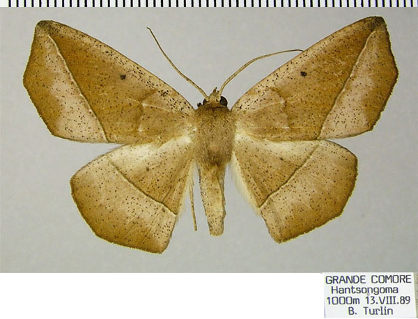 /filer/webapps/moths/media/images/F/ferruginaria_Psilocerea_AF_ZSM.jpg