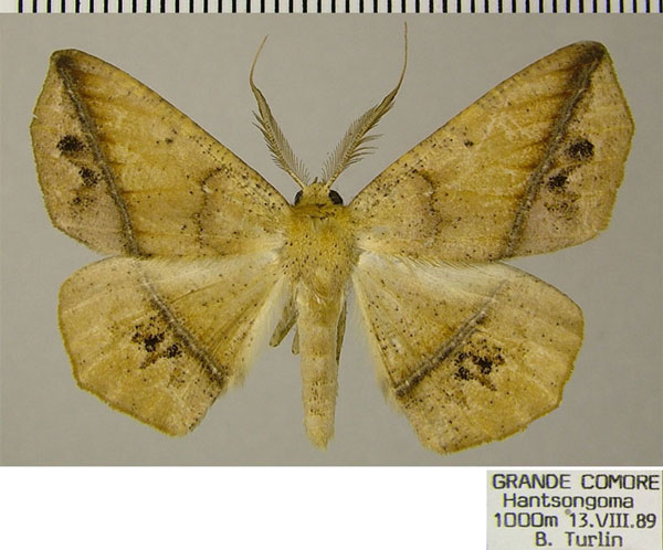 /filer/webapps/moths/media/images/F/ferruginaria_Psilocerea_AM_ZSMa.jpg