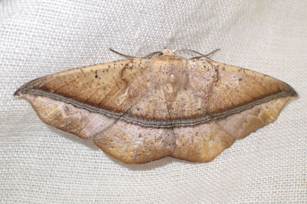 /filer/webapps/moths/media/images/F/ferruginaria_Psilocerea_A_Bippus.jpg
