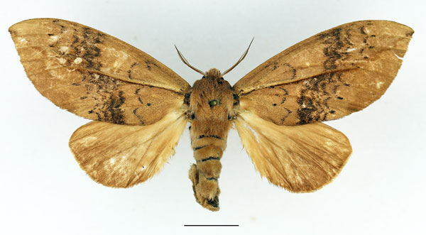 /filer/webapps/moths/media/images/F/ferruginea_Brachychira_AF_Basquin.jpg
