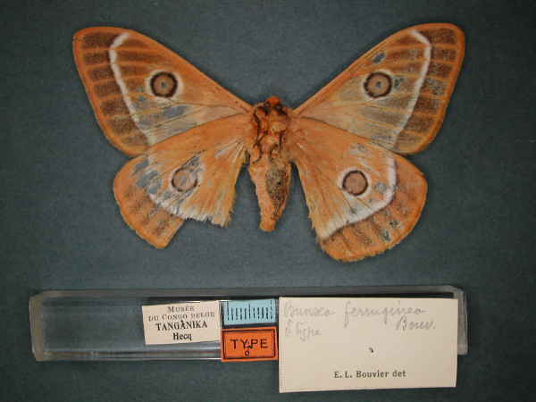 /filer/webapps/moths/media/images/F/ferruginea_Bunaeopsis_HT_RMCA_02.jpg
