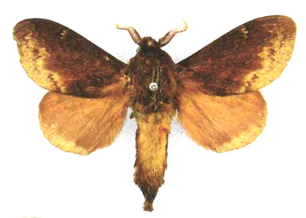 /filer/webapps/moths/media/images/F/ferruginea_Eutricha_NT_SNHM.jpg