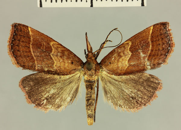 /filer/webapps/moths/media/images/F/ferruginea_Marapana_HT_MNHN.jpg