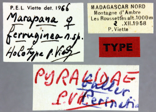 /filer/webapps/moths/media/images/F/ferruginea_Marapana_HT_MNHNl.jpg