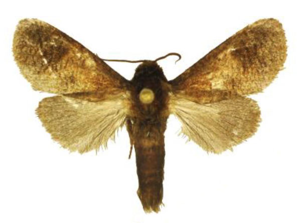 /filer/webapps/moths/media/images/F/ferrugineotincta_Holcoceroides_AM_ANHRT_01.jpg