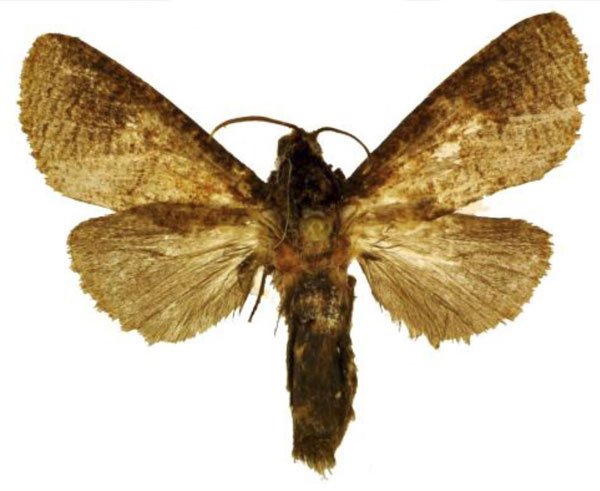 /filer/webapps/moths/media/images/F/ferrugineotincta_Holcoceroides_AM_ANHRT_02.jpg