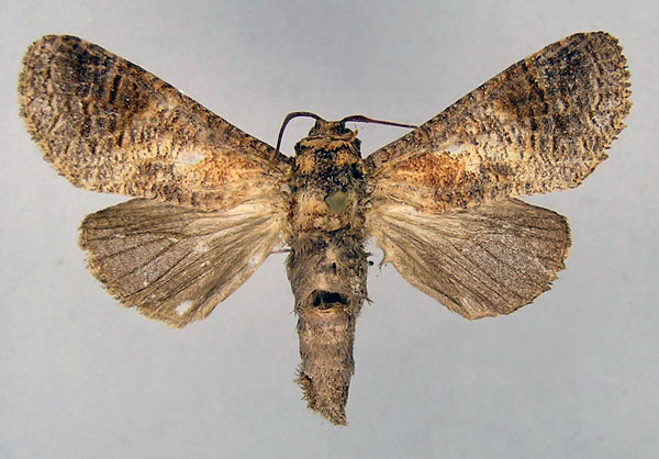 /filer/webapps/moths/media/images/F/ferrugineotincta_Holcoceroides_A_MWM.jpg