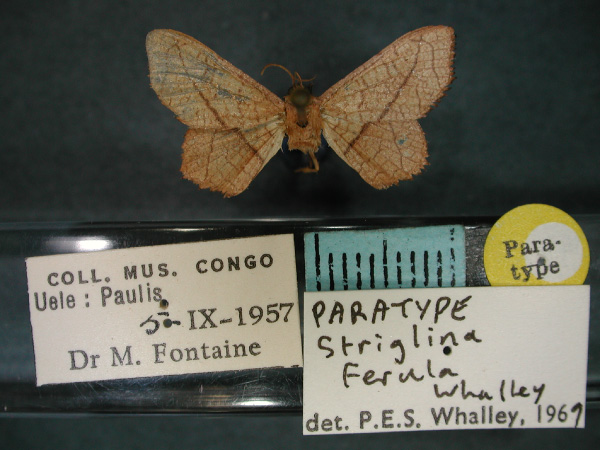 /filer/webapps/moths/media/images/F/ferula_Striglina_PT_RMCA_01.jpg