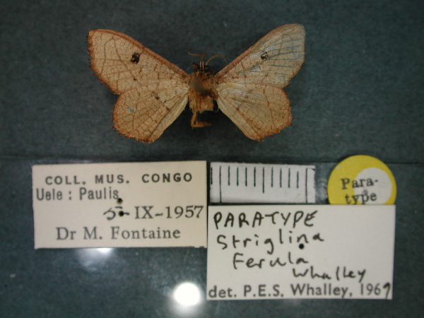 /filer/webapps/moths/media/images/F/ferula_Striglina_PT_RMCA_02.jpg
