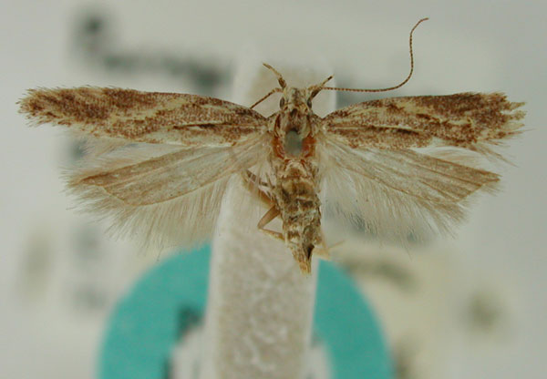 /filer/webapps/moths/media/images/F/ferulata_Parapsectris_PLT_BMNH.jpg