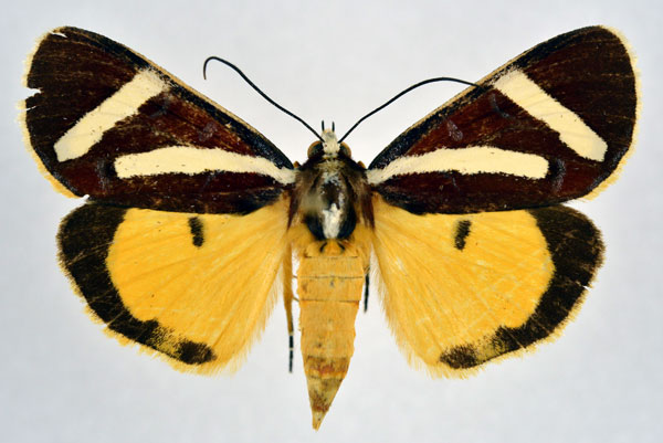 /filer/webapps/moths/media/images/F/fervida_Aegocera_AF_NHMO.jpg