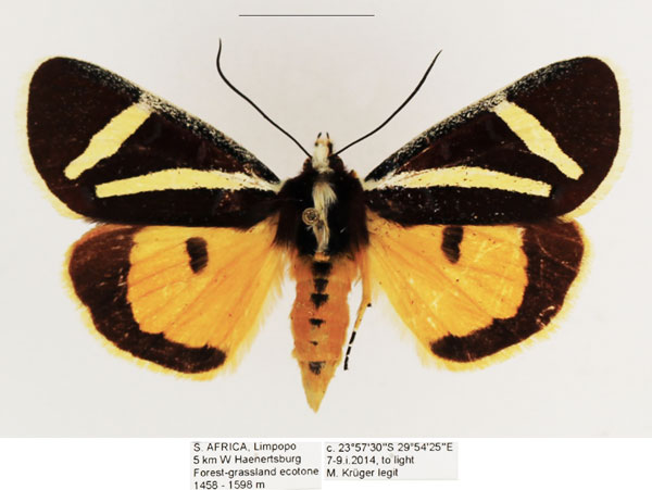 /filer/webapps/moths/media/images/F/fervida_Aegocera_AF_TMSA_01.jpg