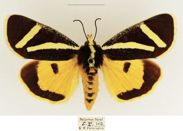 /filer/webapps/moths/media/images/F/fervida_Aegocera_AF_TMSA_02.jpg