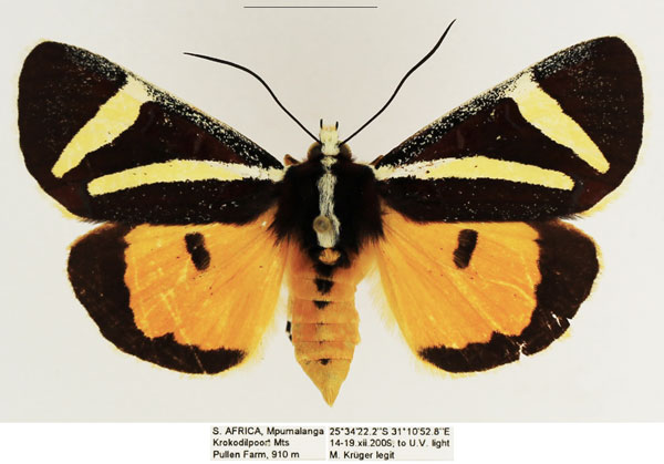 /filer/webapps/moths/media/images/F/fervida_Aegocera_AF_TMSA_04.jpg