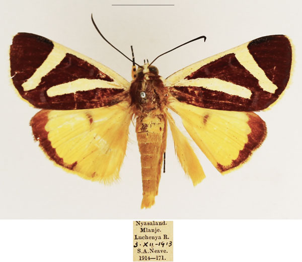 /filer/webapps/moths/media/images/F/fervida_Aegocera_AM_TMSA_01.jpg