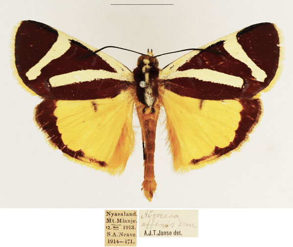 /filer/webapps/moths/media/images/F/fervida_Aegocera_AM_TMSA_02.jpg