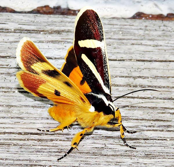 /filer/webapps/moths/media/images/F/fervida_Aegocera_A_Braun_16.jpg