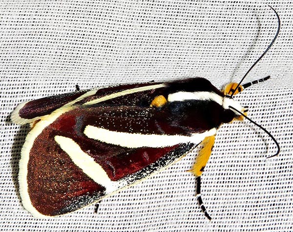 /filer/webapps/moths/media/images/F/fervida_Aegocera_A_Braun_17.jpg