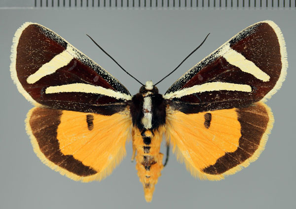 /filer/webapps/moths/media/images/F/fervida_Aegocera_A_Fiebig.jpg