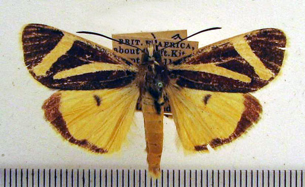 /filer/webapps/moths/media/images/F/fervida_Aegocera_A_HDOU_01.jpg