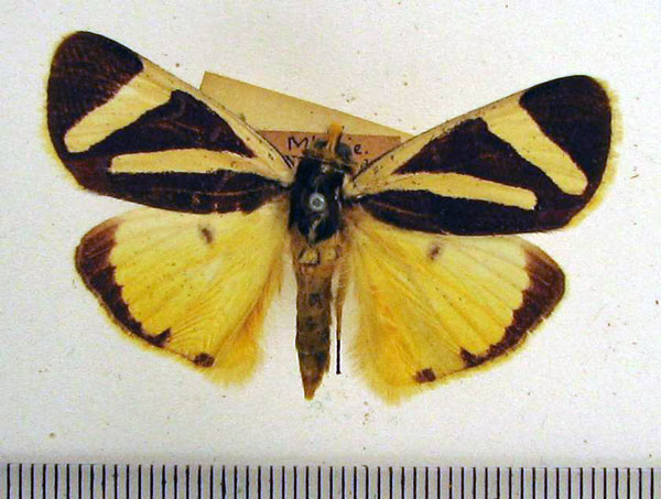 /filer/webapps/moths/media/images/F/fervida_Aegocera_A_HDOU_02.jpg
