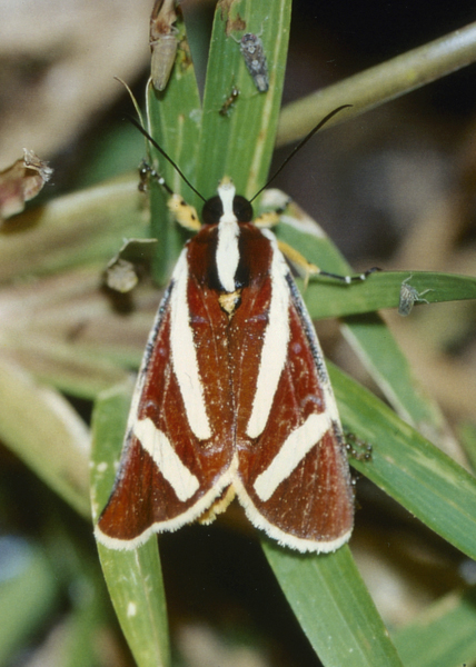 /filer/webapps/moths/media/images/F/fervida_Aegocera_A_Roland_01.jpg