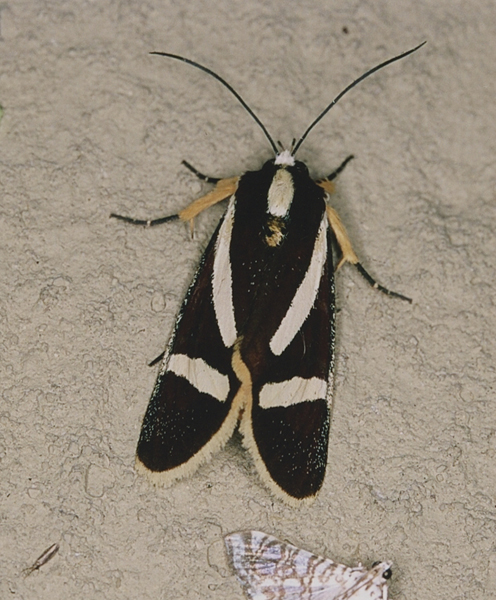 /filer/webapps/moths/media/images/F/fervida_Aegocera_A_Roland_05.jpg