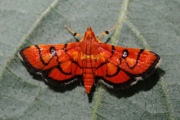 /filer/webapps/moths/media/images/F/fervidalis_Syngamia_A_King.jpg