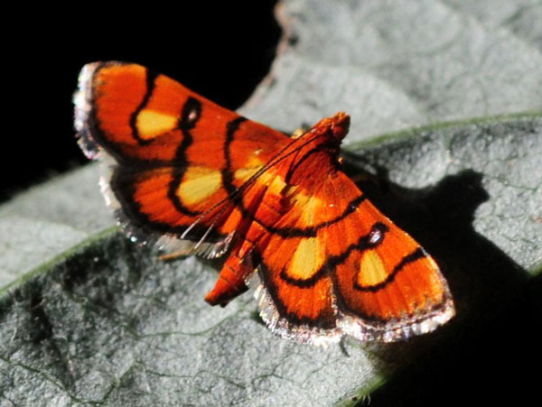 /filer/webapps/moths/media/images/F/fervidalis_Syngamia_A_King_2.jpg