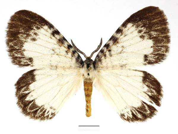 /filer/webapps/moths/media/images/F/fervidaria_Euchera_AM_Basquin.jpg